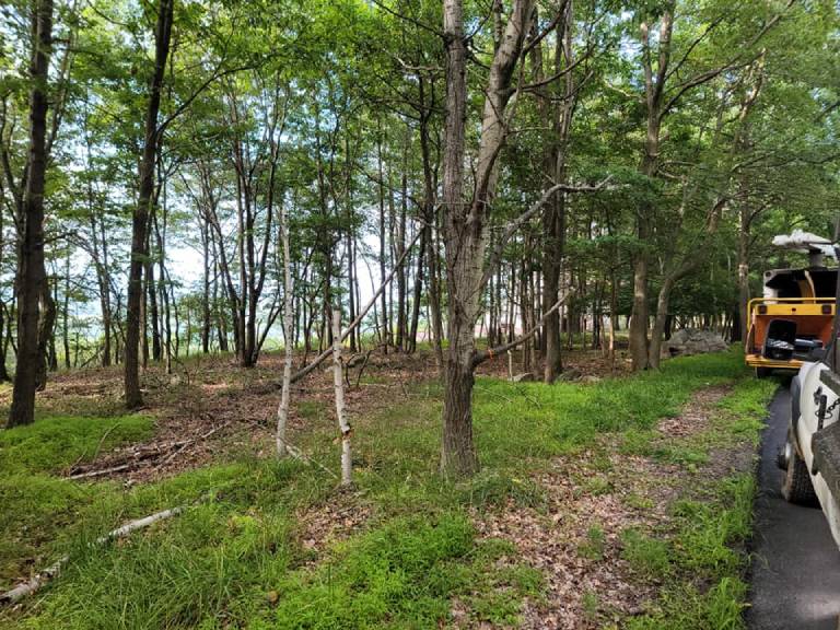 Tree Trimming Tree Trimming